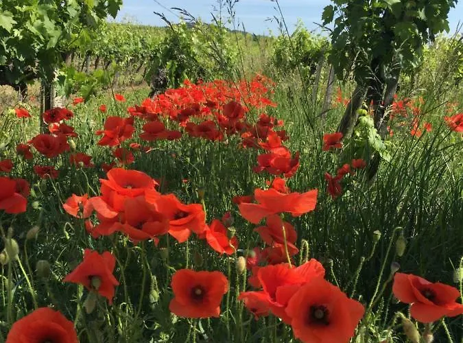 Zeitreise-ferienhaus Vakantiehuis